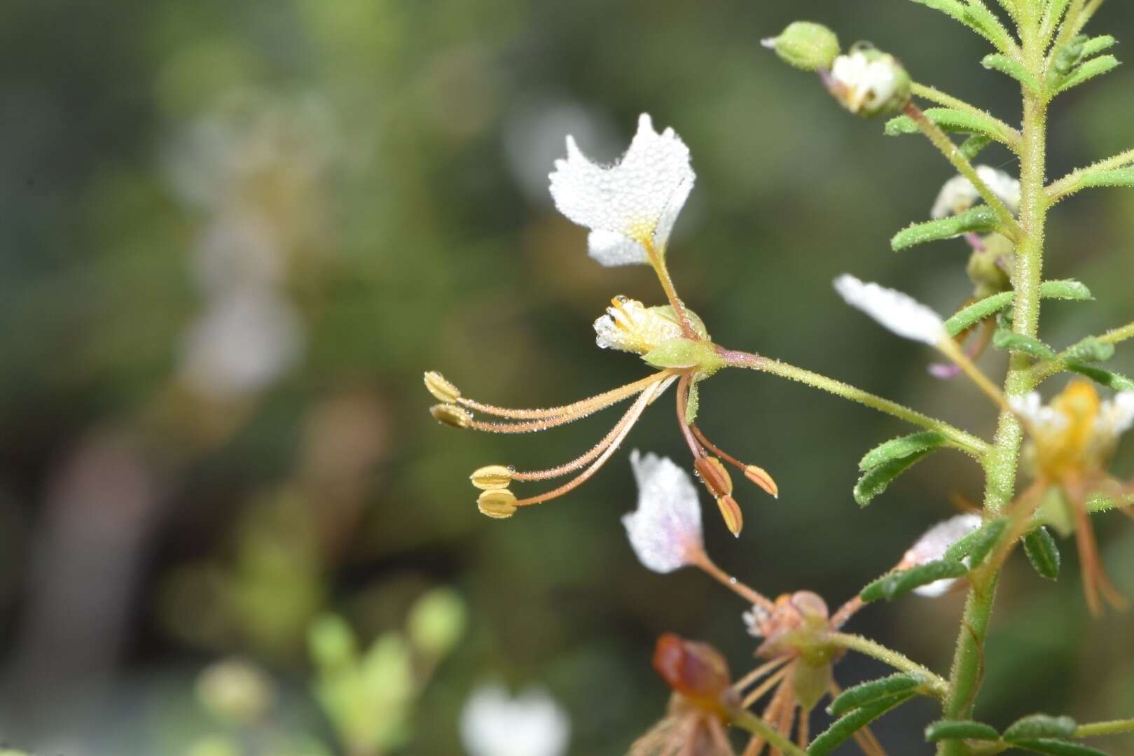 Image of large clammyweed