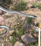 صورة Thamnophis proximus proximus (Say ex James 1823)