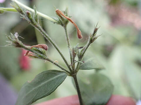 Rhinacanthus virens (Nees) Milne-Redh. resmi