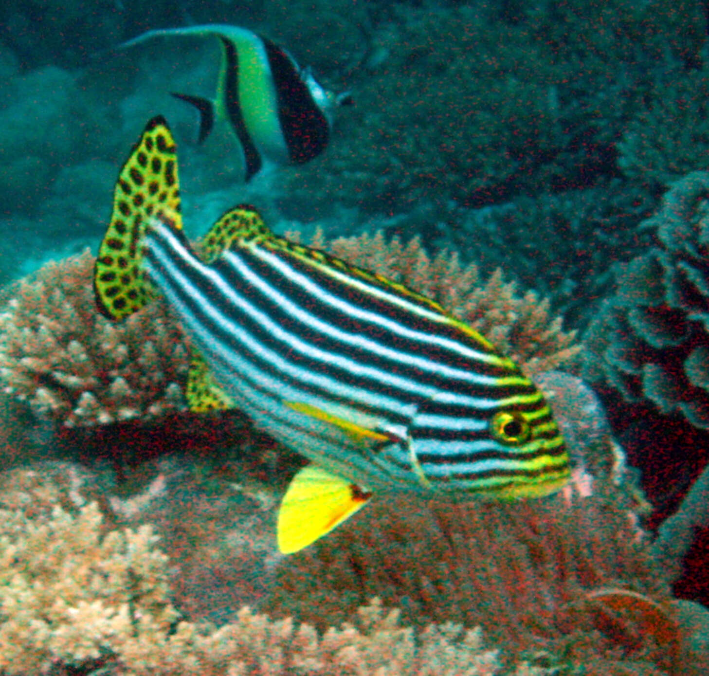 Image of Indian Ocean oriental sweetlips