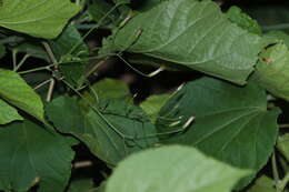 Image of Brickellia coulteri var. adenopoda (B. L. Rob.) B. L. Turner