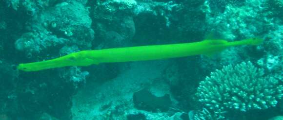 Image of trumpetfishes