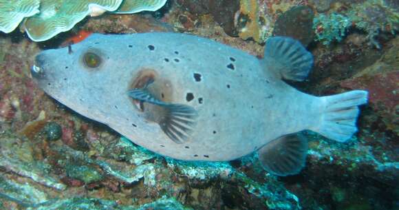 Image of Black Spotted Blow Fish