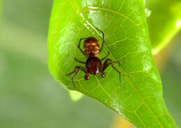 Image of Micrathena patruelis (C. L. Koch 1839)