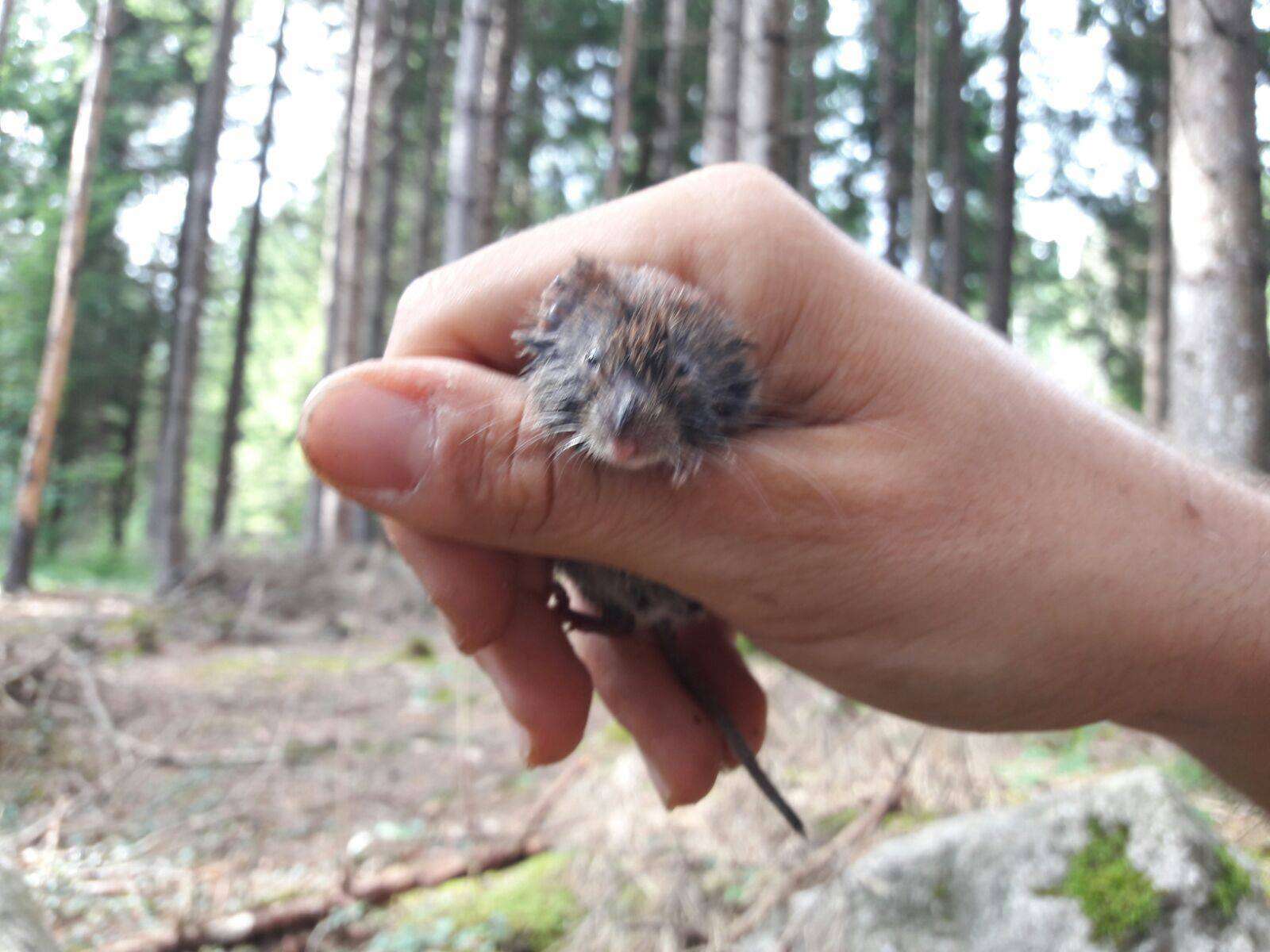 Image of Bank Vole