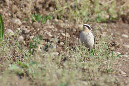 Image of Oenanthe oenanthe oenanthe (Linnaeus 1758)