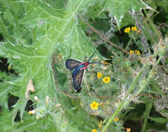 Image of Brown Ctenucha