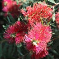 صورة Callistemon citrinus (Curtis) Skeels