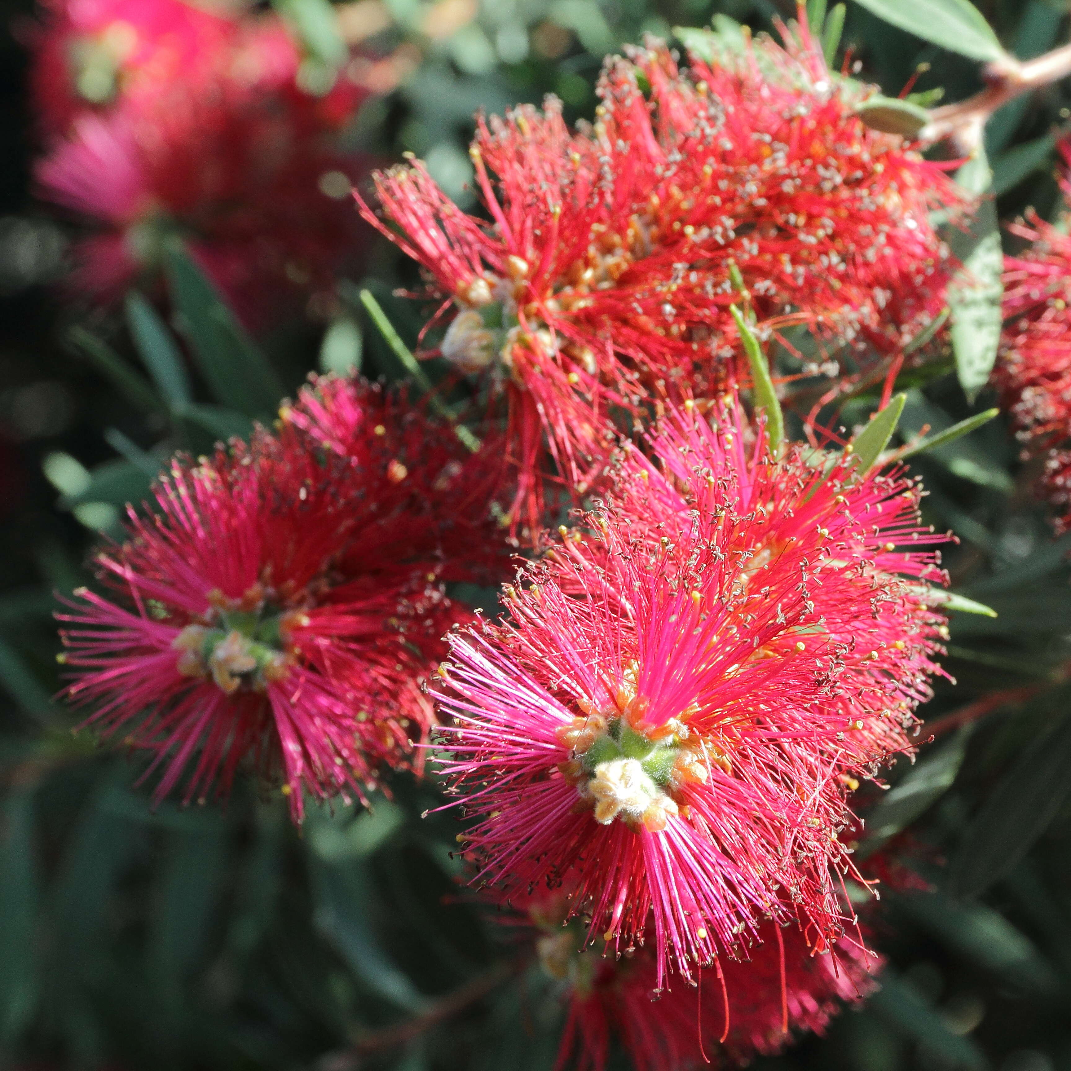 صورة Callistemon citrinus (Curtis) Skeels