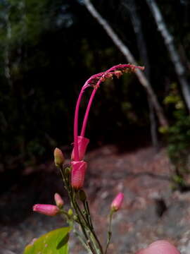 Image of Helicteropsis