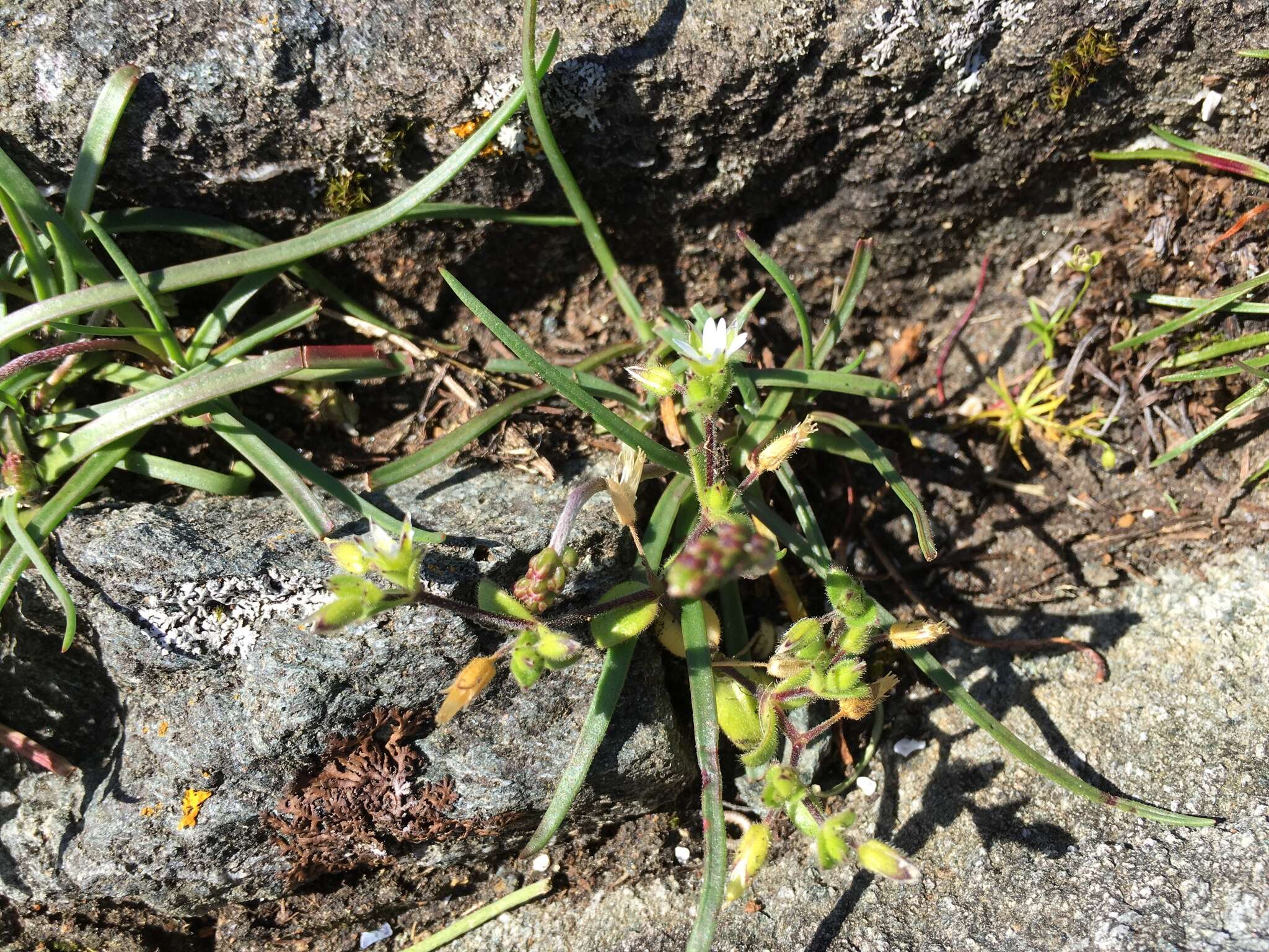 Image of fourstamen chickweed