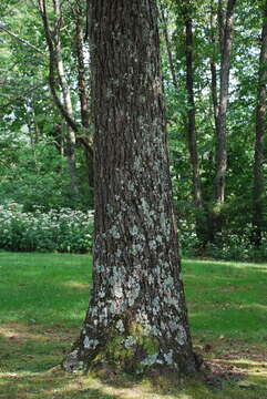 Image of Red Hickory