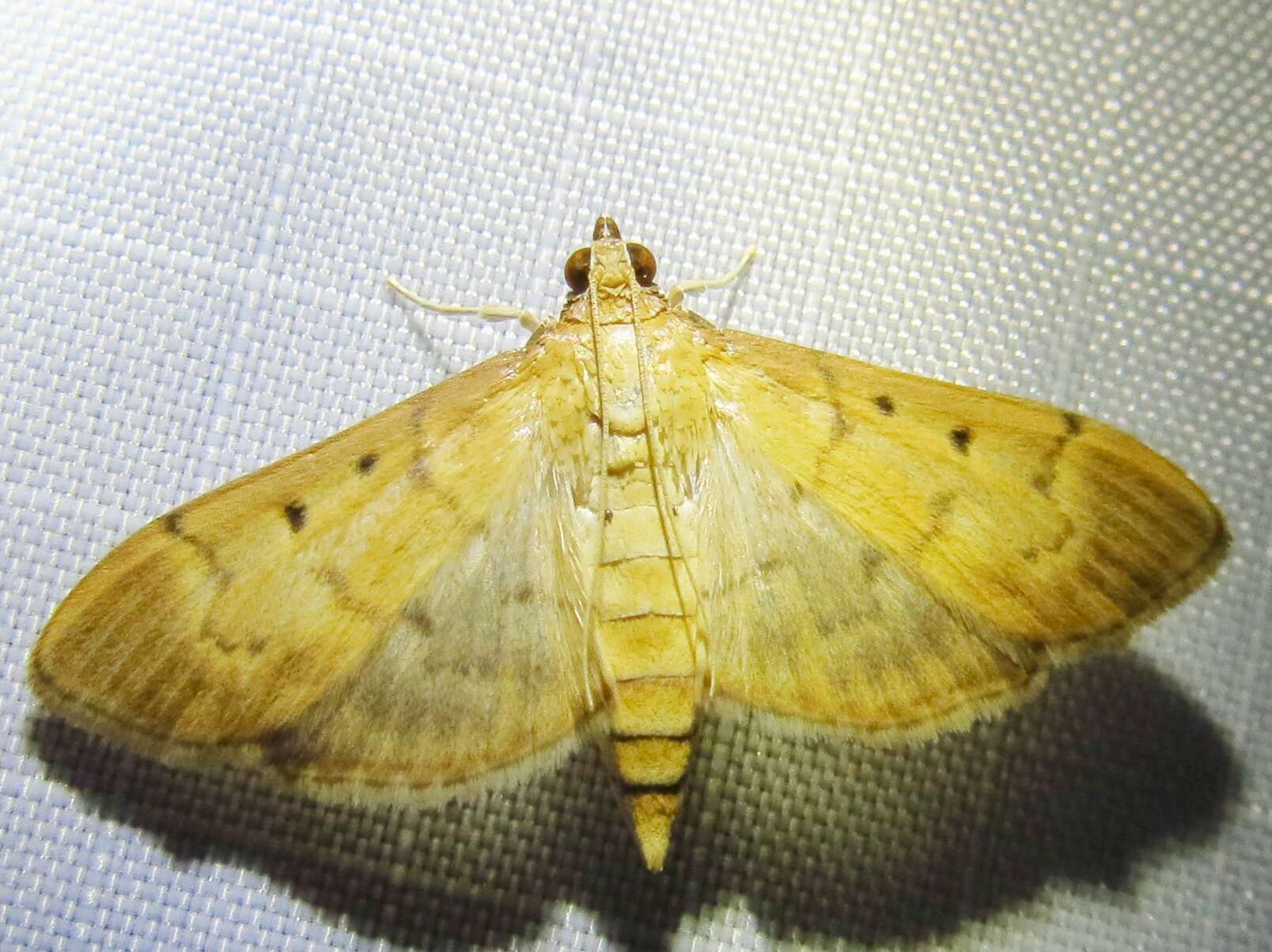 Image de Herpetogramma bipunctalis Fabricius 1794