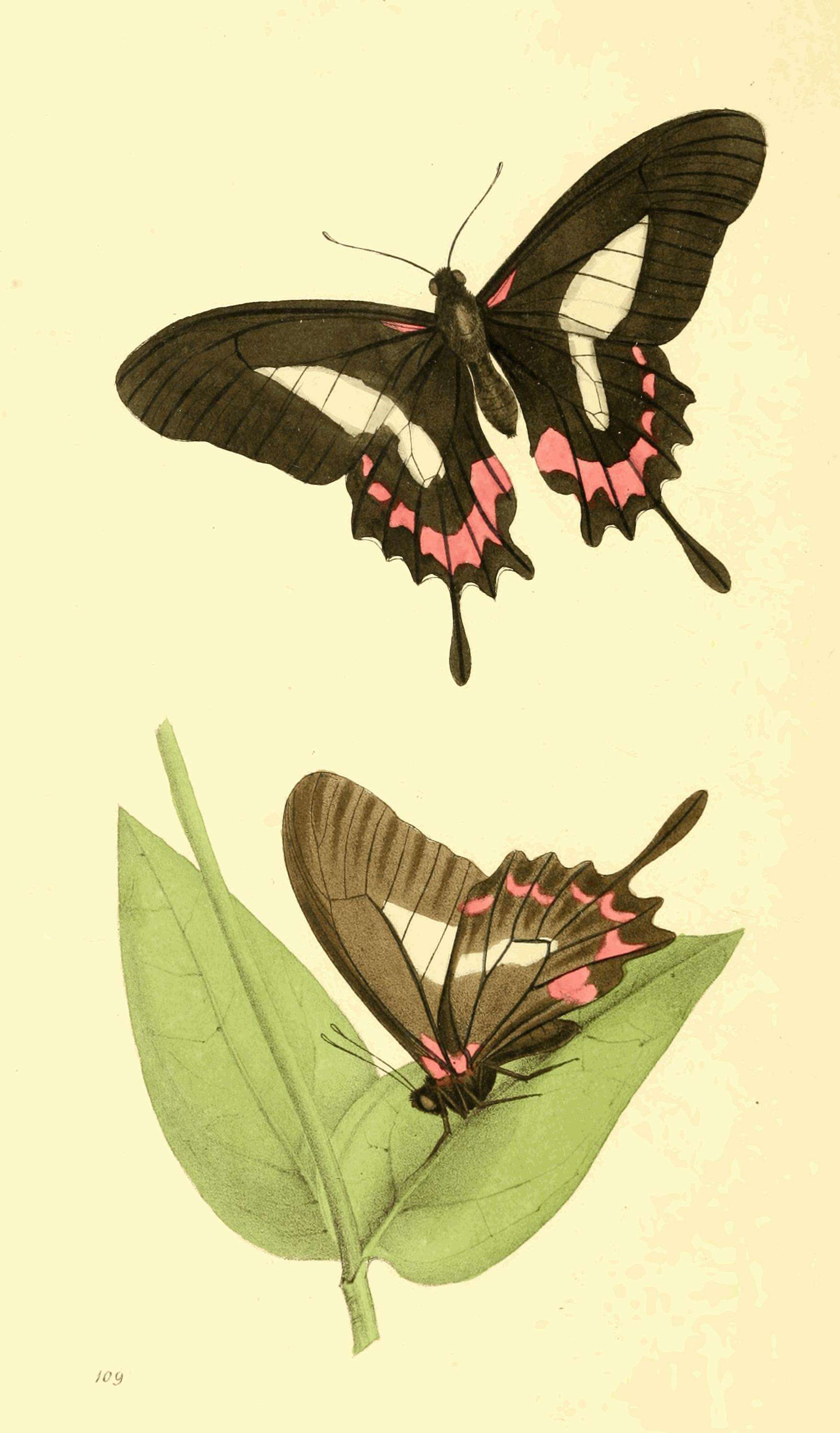 Image of Mimoides lysithous (Hübner (1821))