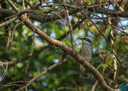 Image of Malabar Woodshrike