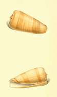 Image of Conus magus Linnaeus 1758