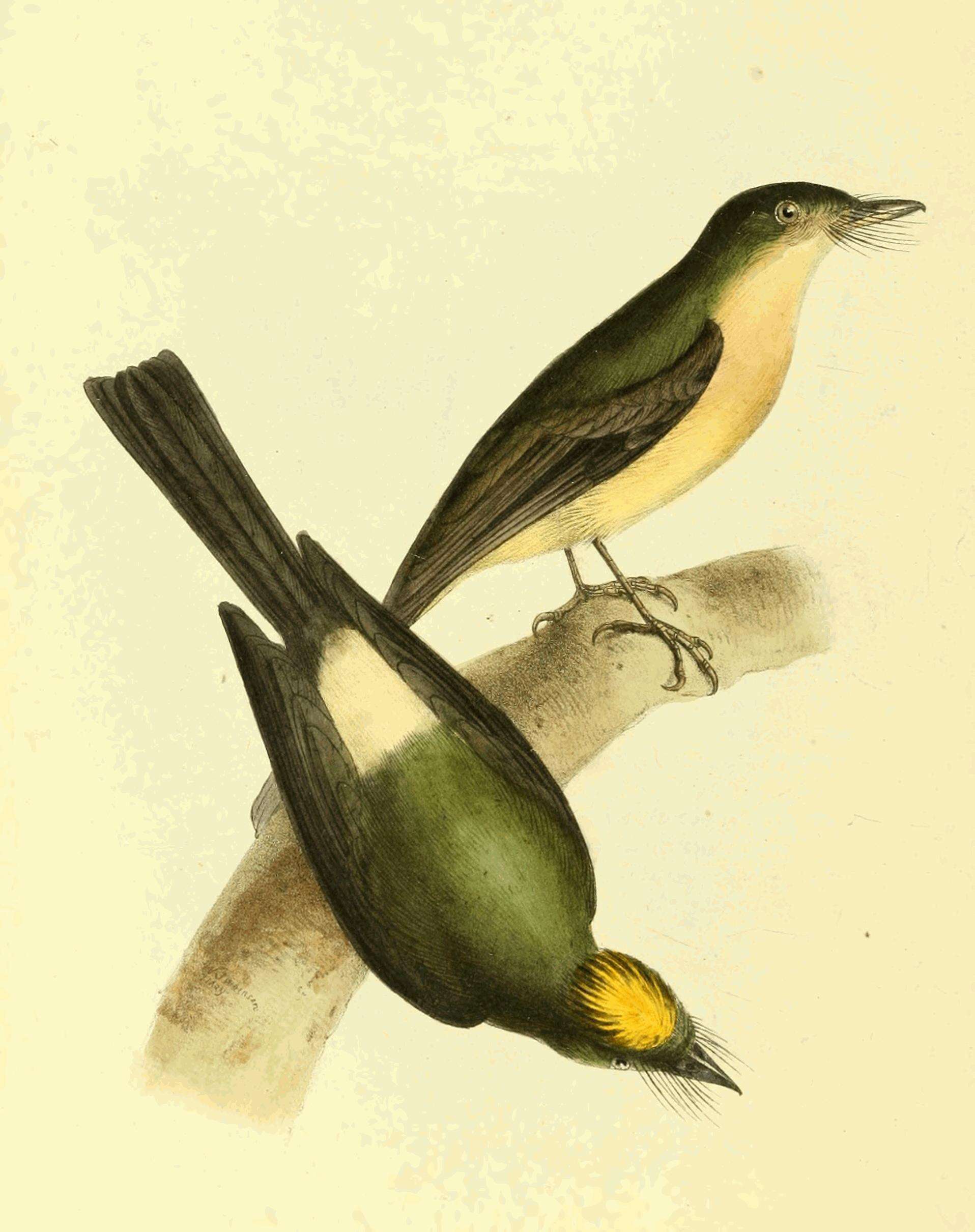 Image of Tityridae