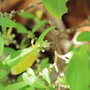 Plancia ëd Erythroxylum novogranatense (Morris) Hieron.