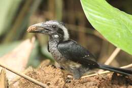 Image of Black Dwarf Hornbill