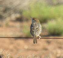 Image of Cisticola subruficapilla subruficapilla (Smith & A 1843)