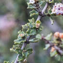 Image of ceanothus