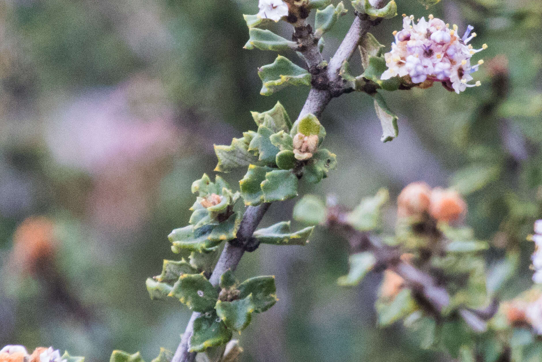 Image of ceanothus