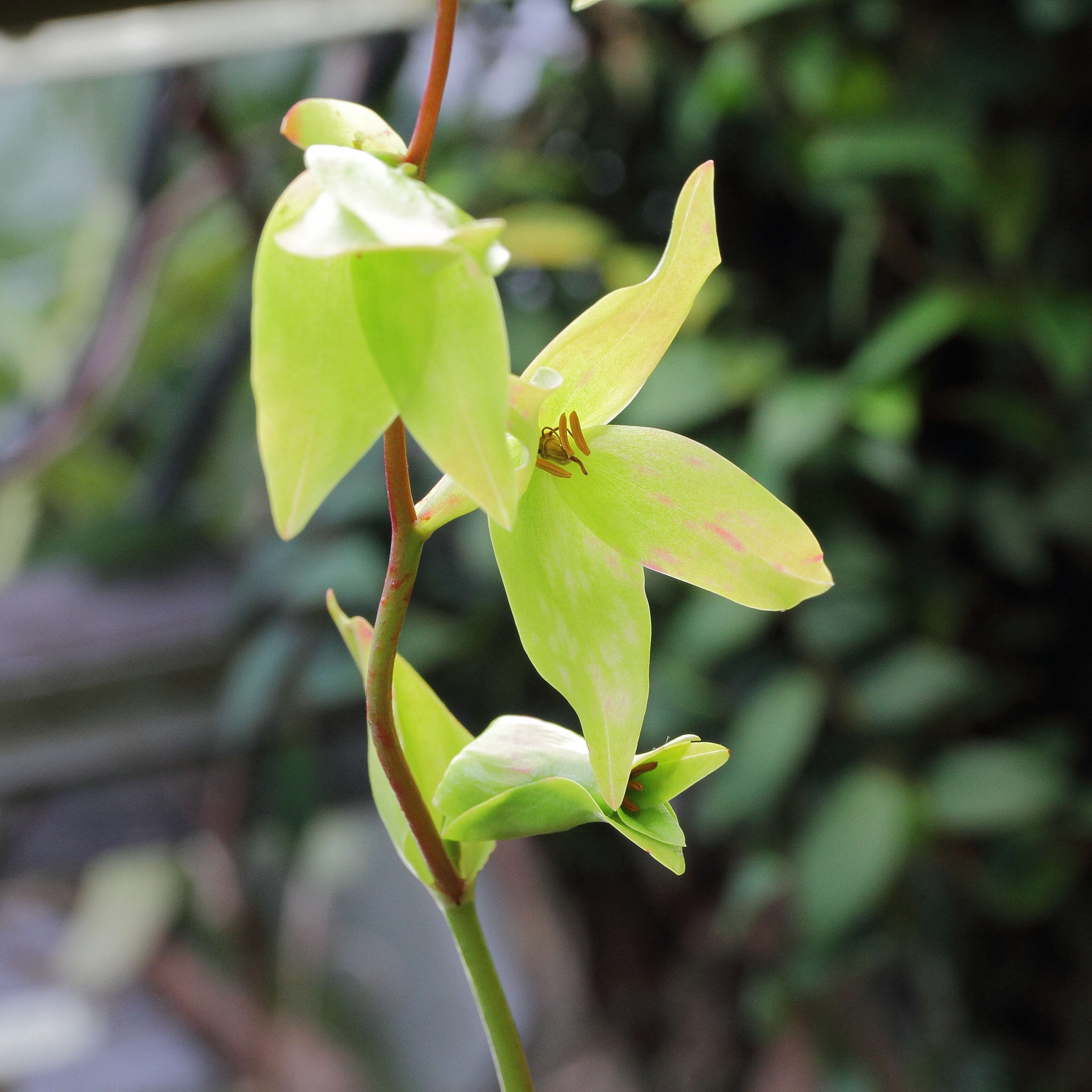 Image of Heliamphora nutans Benth.