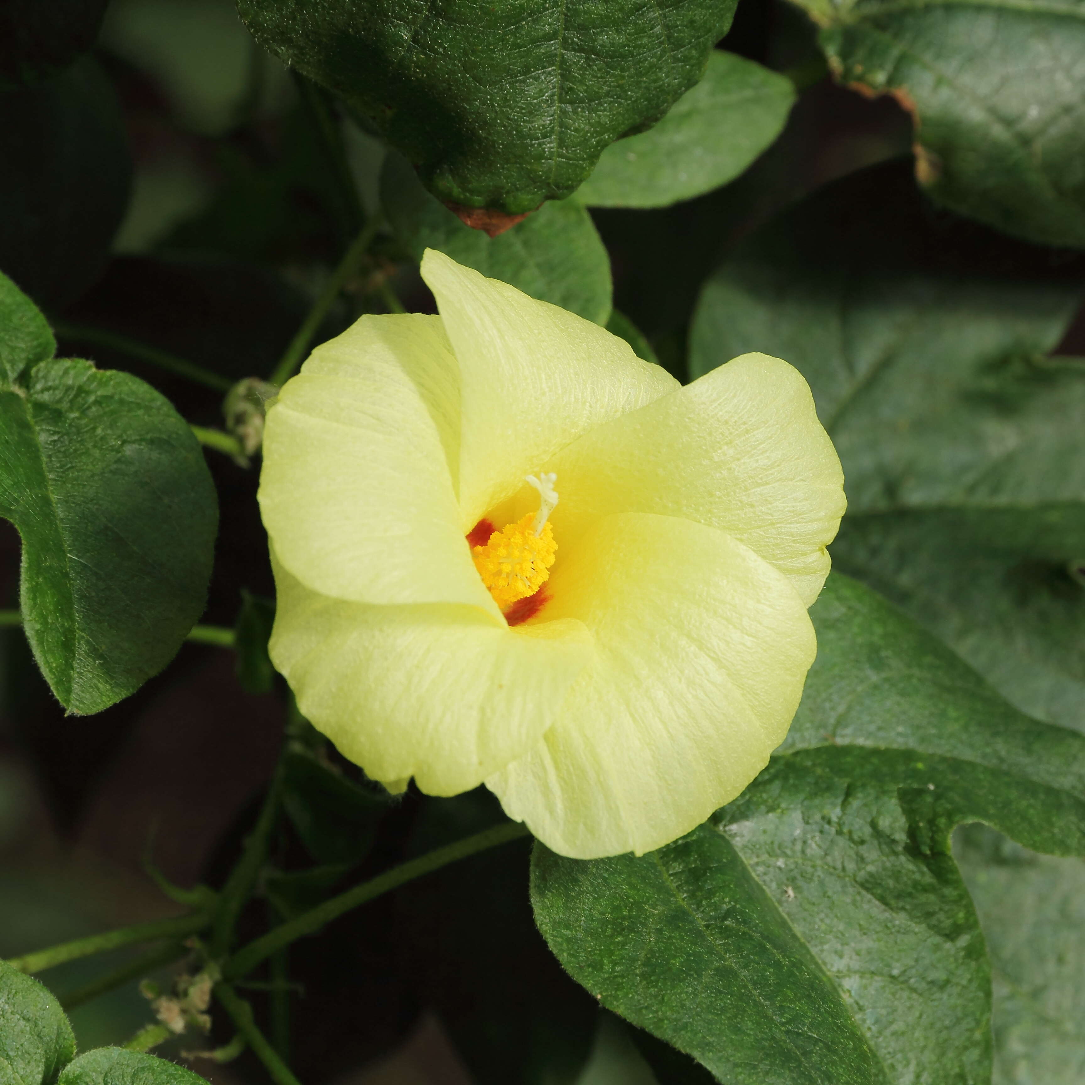 Image of Sea Island Cotton