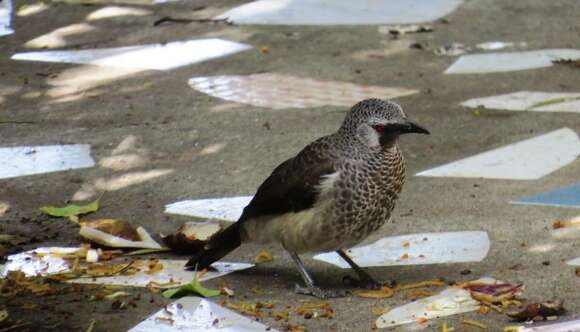 Image of White-rumped Babbler