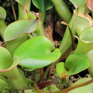 Image of Heliamphora nutans Benth.