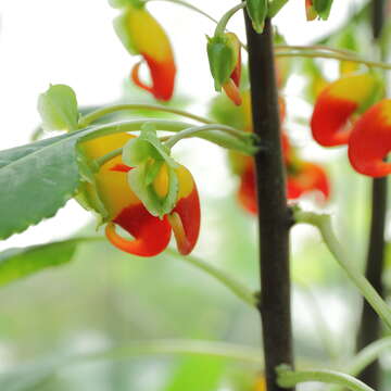 Image of Impatiens niamniamensis Gilg