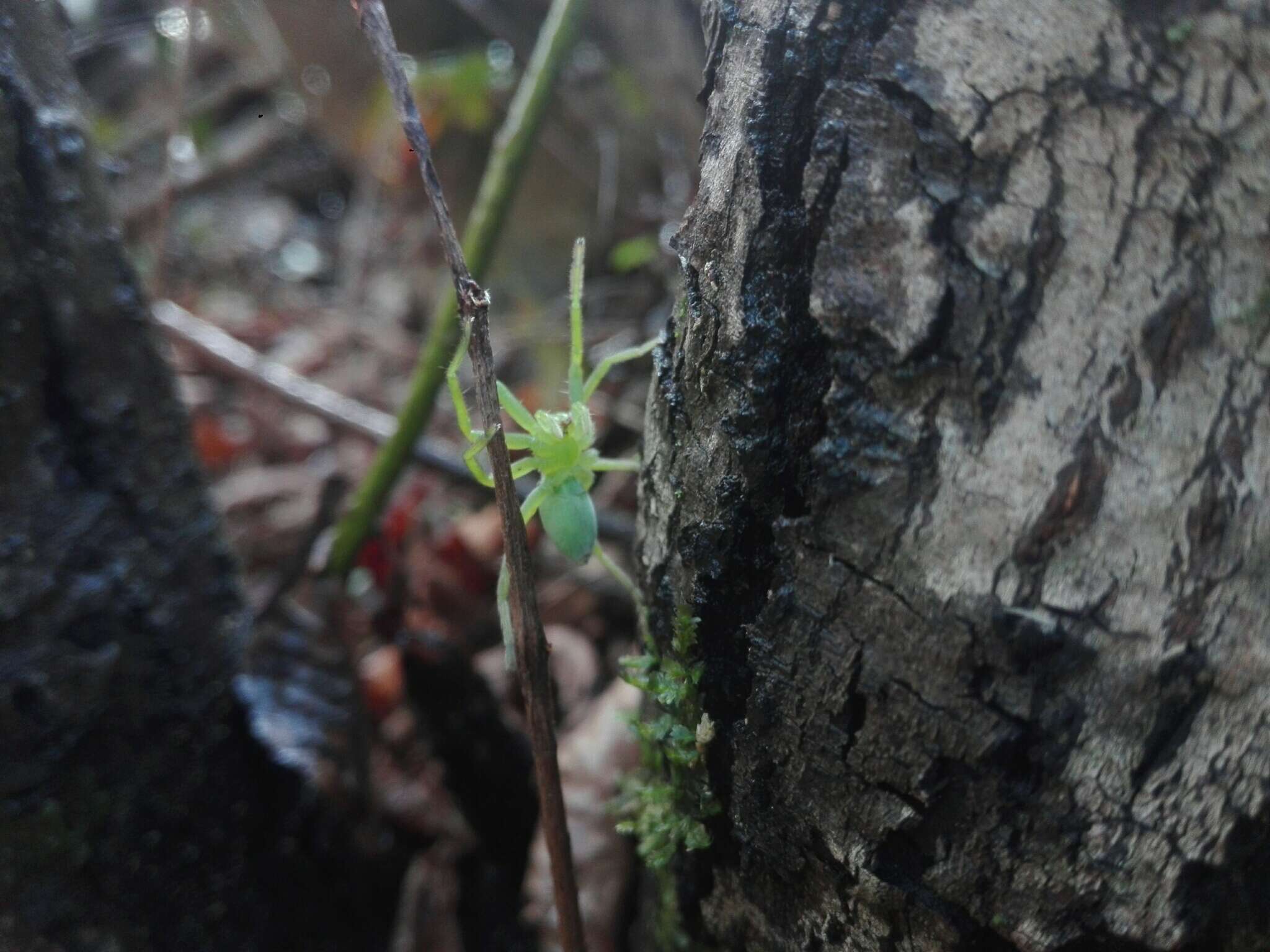 Image of Micrommata virescens (Clerck 1757)