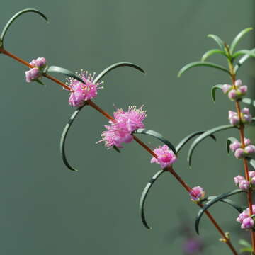 صورة Hypocalymma robustum (Endl.) Lindl.