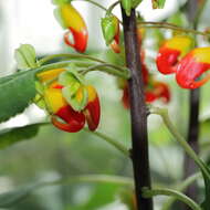 Image of Impatiens niamniamensis Gilg