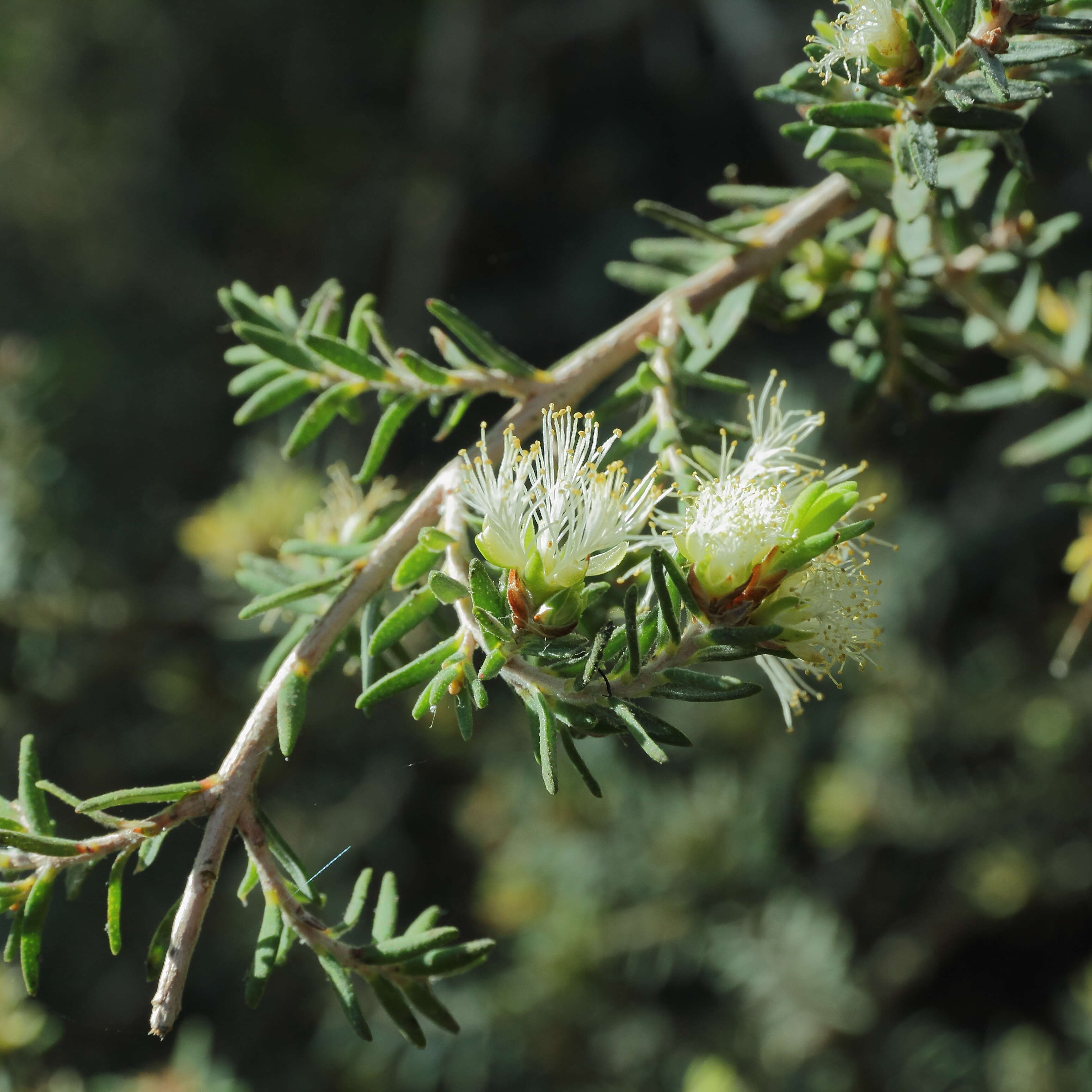 Image of Melaleuca cuticularis Labill.