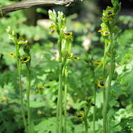 Image of Yellow Ophrys