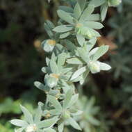 Sivun Leptospermum lanigerum (Ait.) Sm. kuva