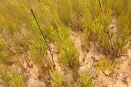 Plancia ëd Leucadendron ericifolium R. Br.