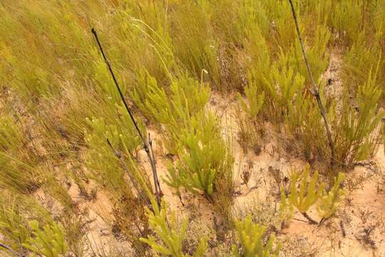 Plancia ëd Leucadendron ericifolium R. Br.