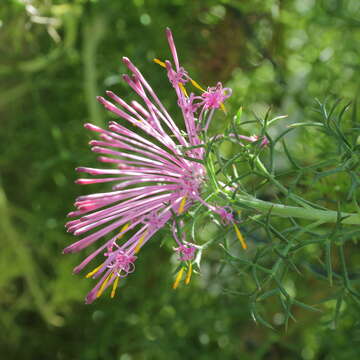 Imagem de Isopogon formosus R. Br.