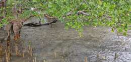 Image of Mangrove apple