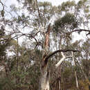 Слика од Eucalyptus rubida subsp. rubida