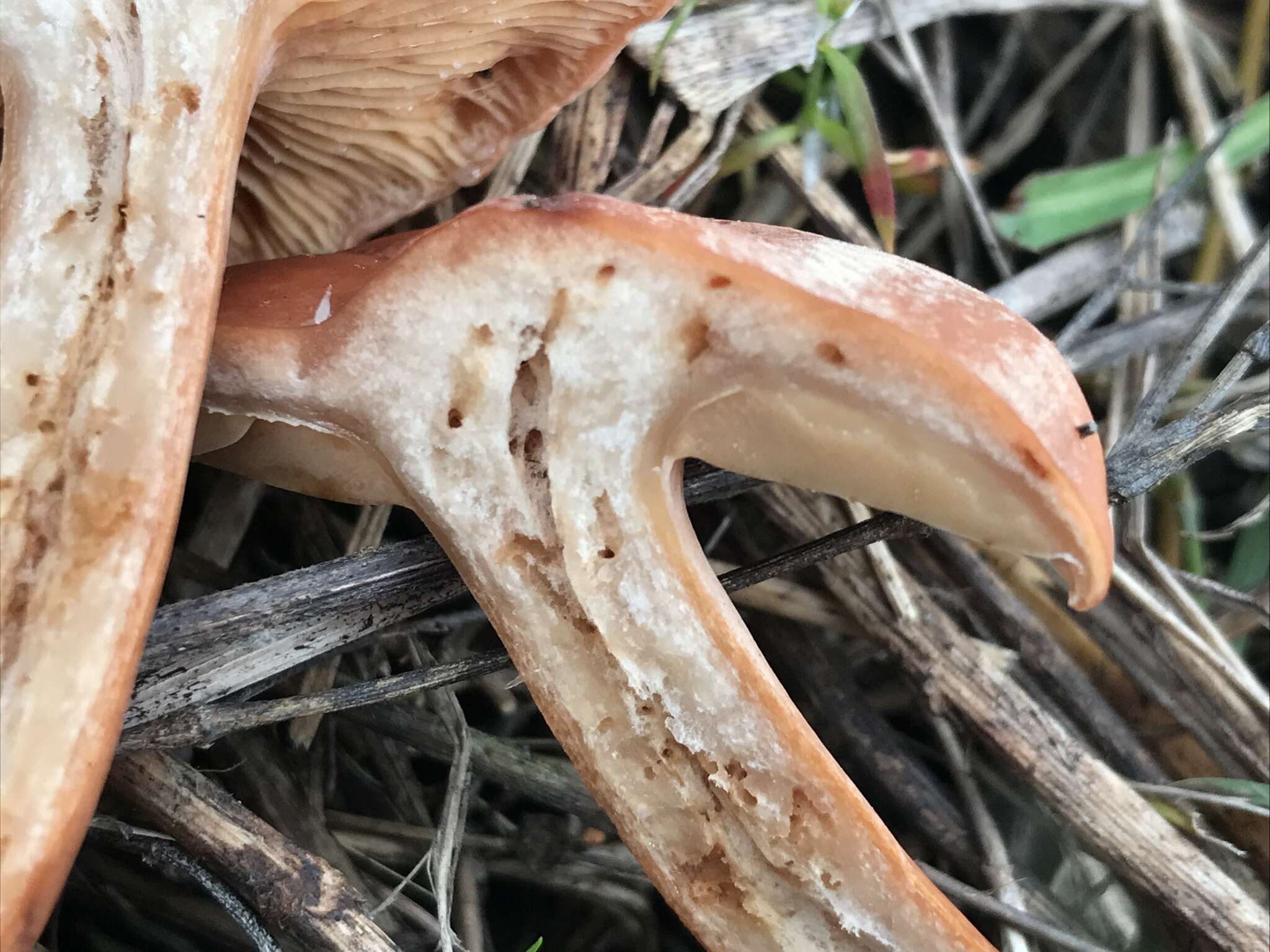 Image of Lactarius atlanticus Bon 1975