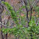 Слика од Ribes leptanthum A. Gray