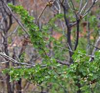 Image of trumpet gooseberry