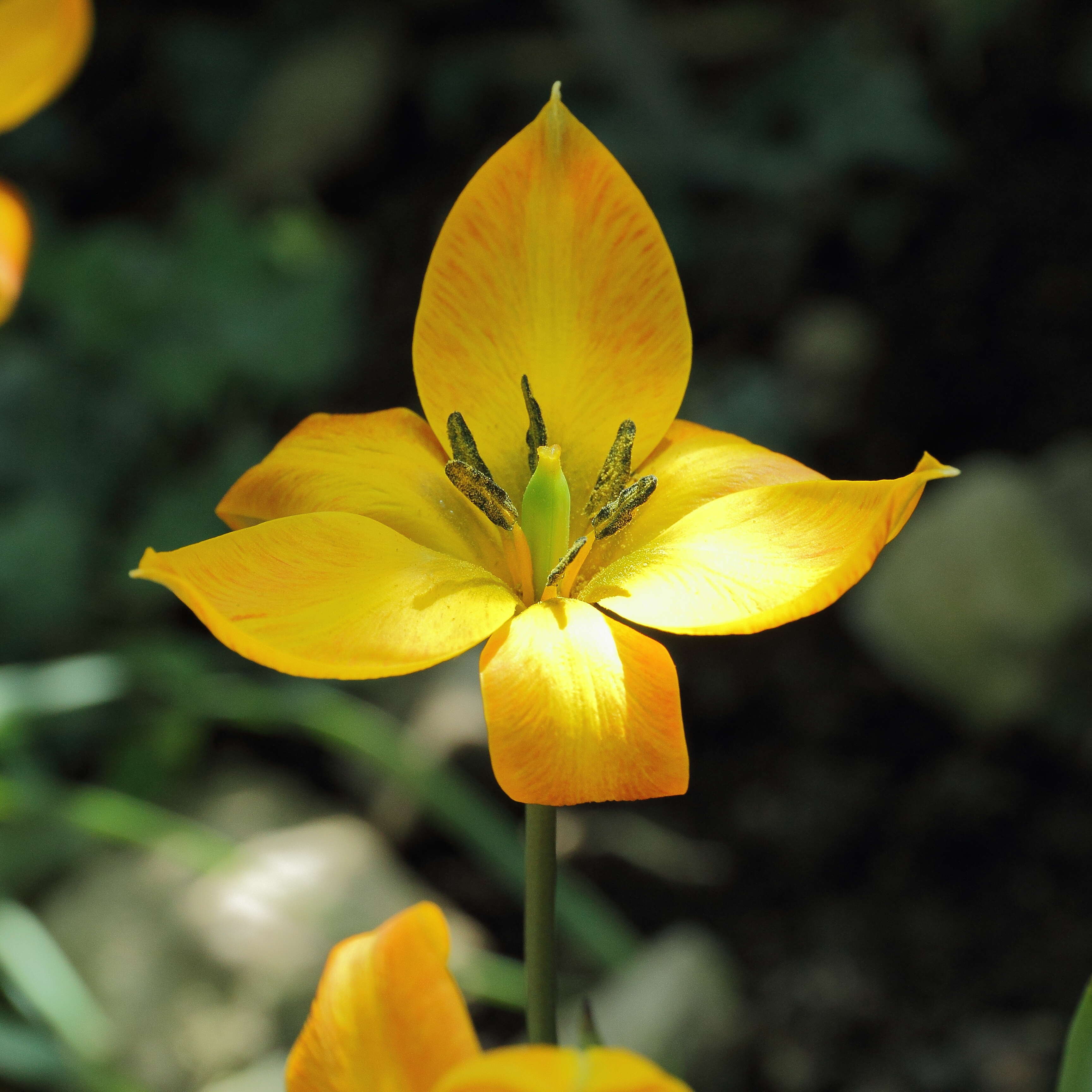 Image of orange wild tulip