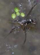 Image of Brazilian water meal