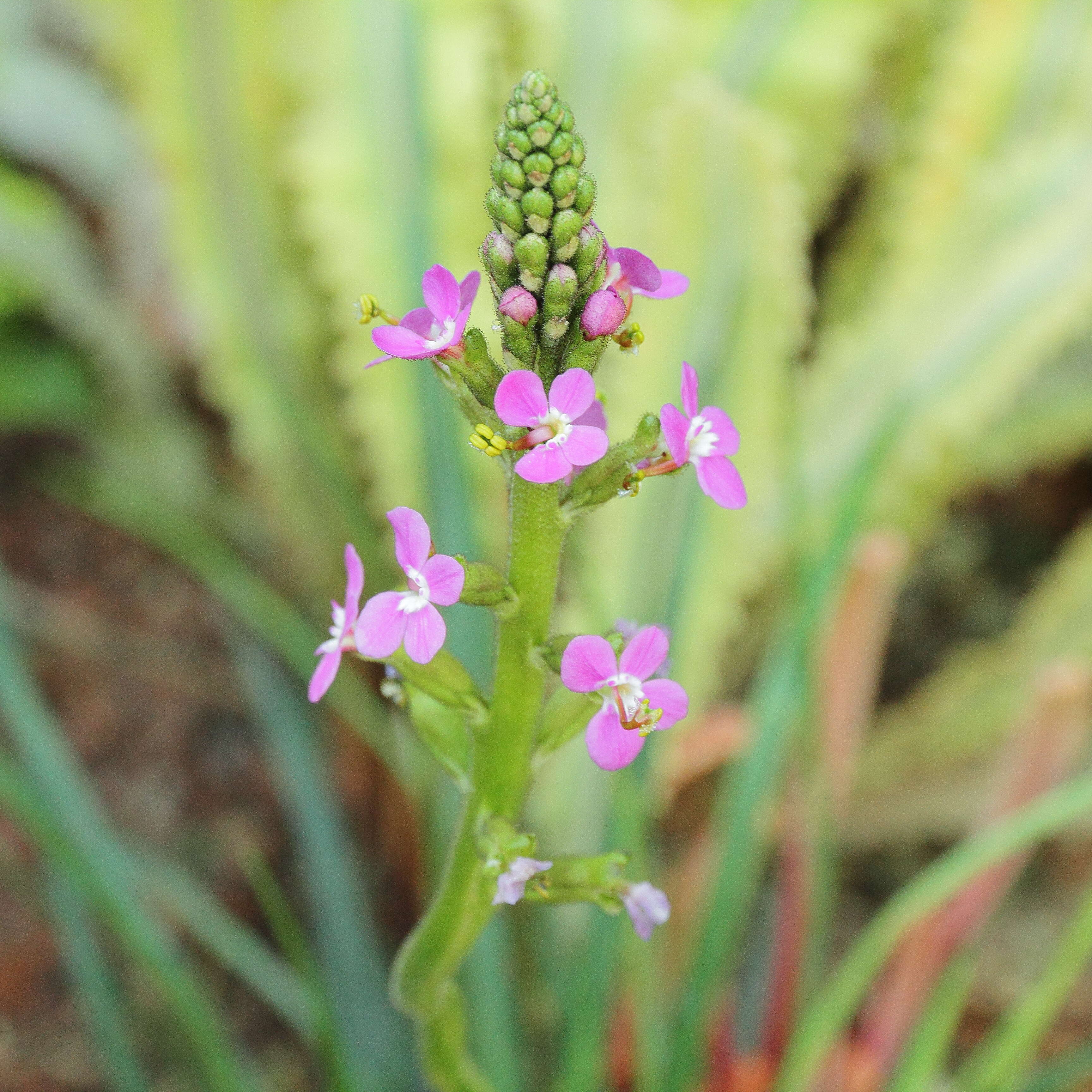 Image de Stylidium graminifolium Sw. ex Willd.