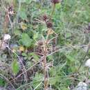 Image de Eryngium tricuspidatum L.