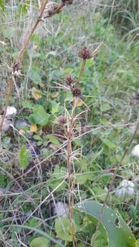 Image of Eryngium tricuspidatum L.